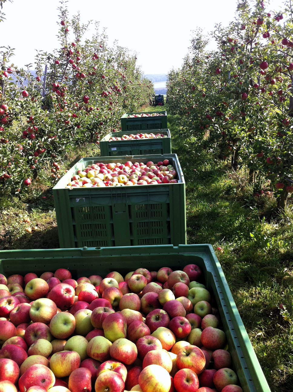 Öko Obst Rauch GbR Ökologischer Obstbau Bayern — Obst Säfte Cidre